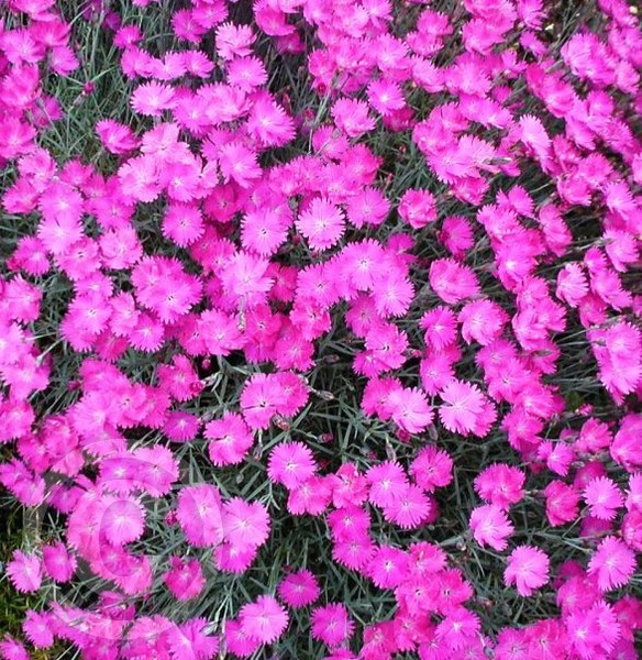 dianthus firewitch