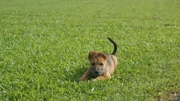 puppies (85)
