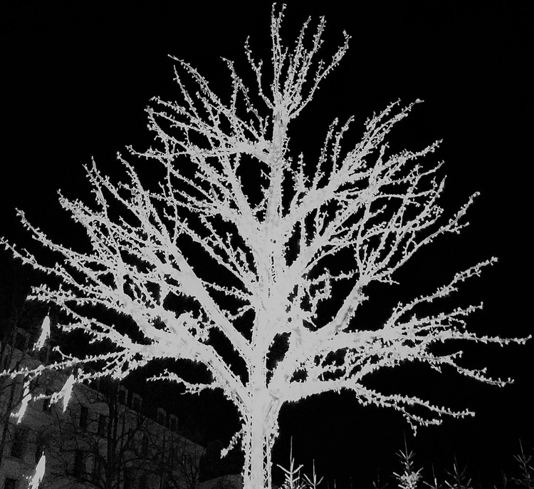 White tree