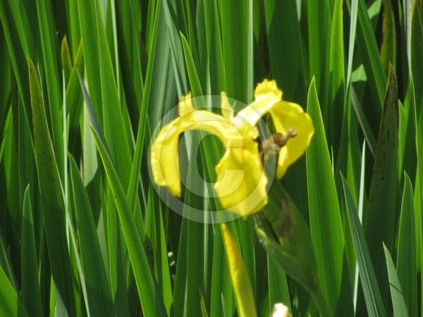 Yellow Iris