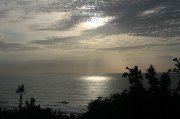 Silvery sea spotlight