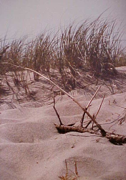 Drift Wood