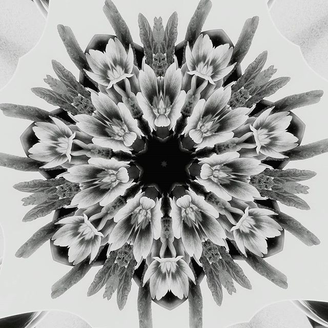 LI1DZ7hfSYSMdhgo1zmN