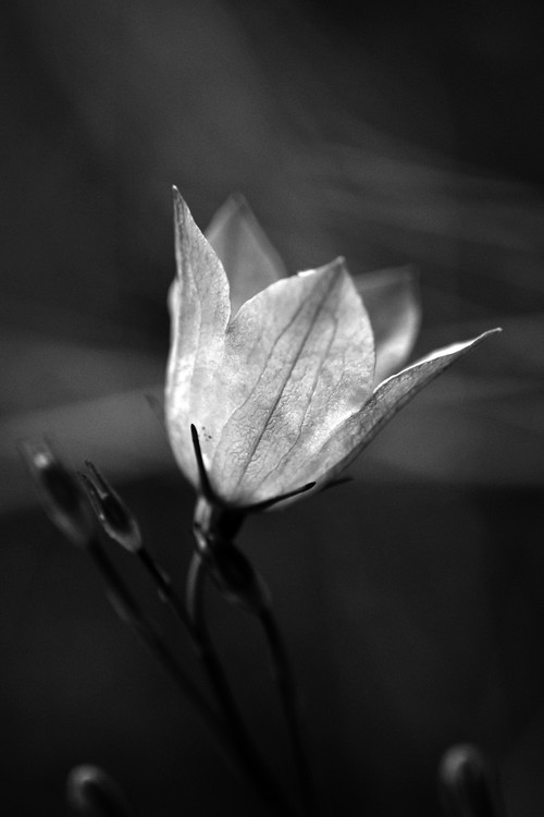 Single Delicate Flower in Black and White