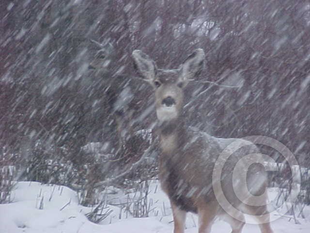 Winter Mules