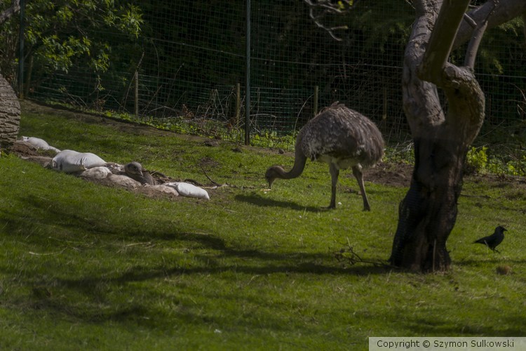 Edinburgh Zoo