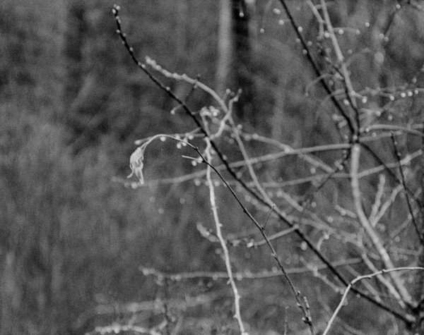 Frozen