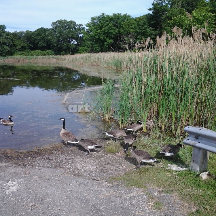 The Ducks Meet Photography By Cheyene M Lopez 