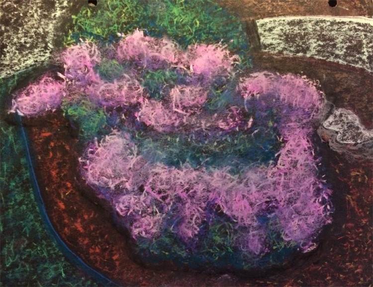 Azaleas Drawing