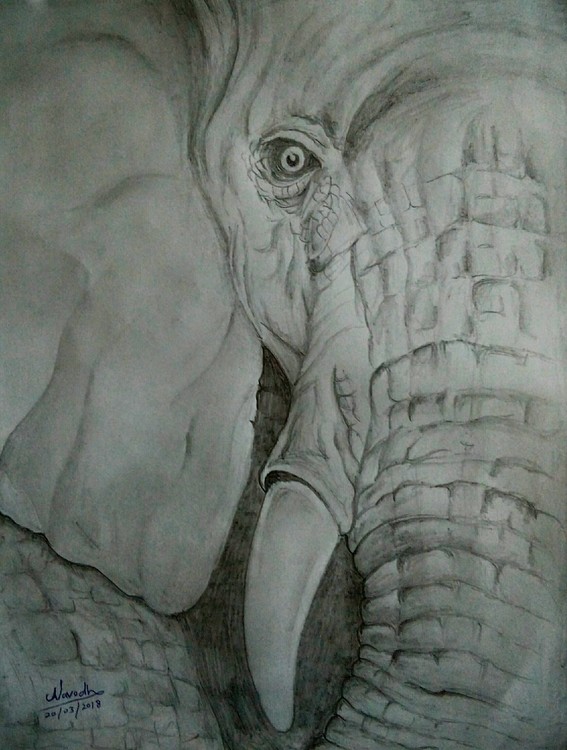 Elephant eye