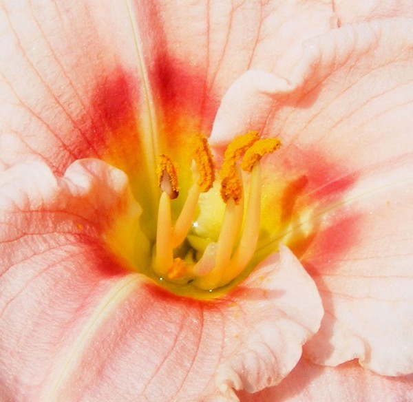 Pretty Pretty Pink 2