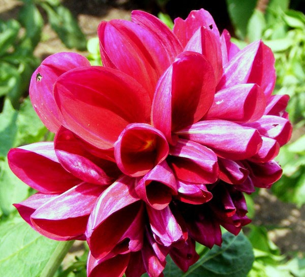 Fuscia Heart