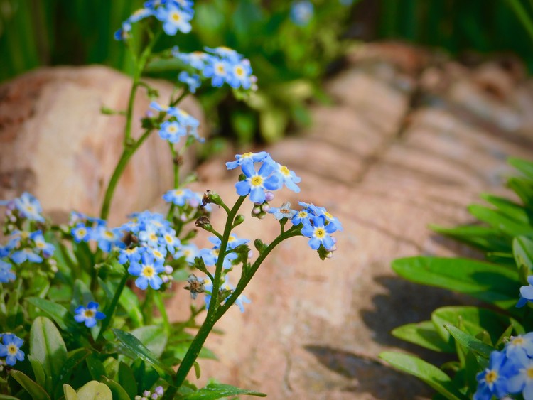 bluebelle