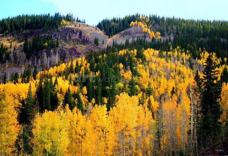 Yellow Leaf