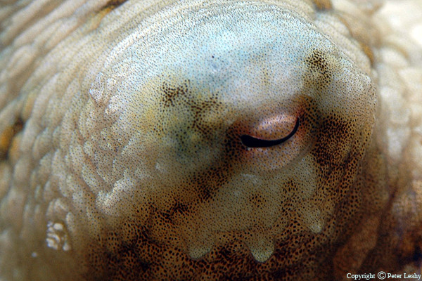 Octupus's Eye