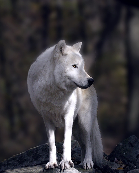 Arctic King