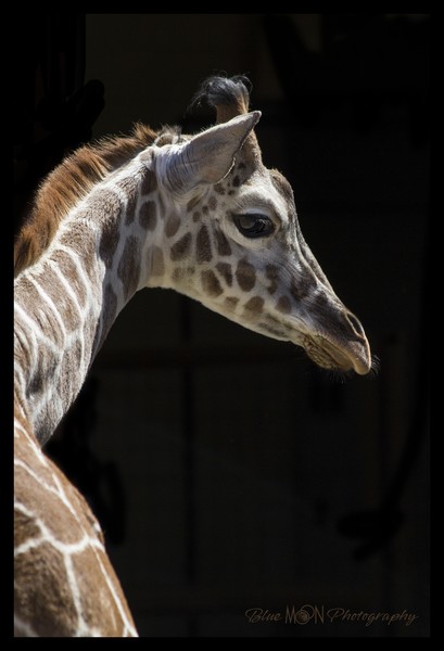 Baby Giraffe