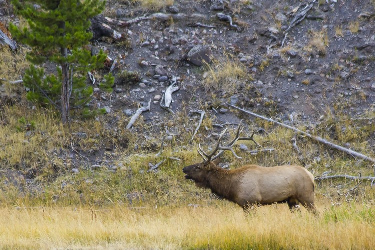 Yellowstone Elk Profile