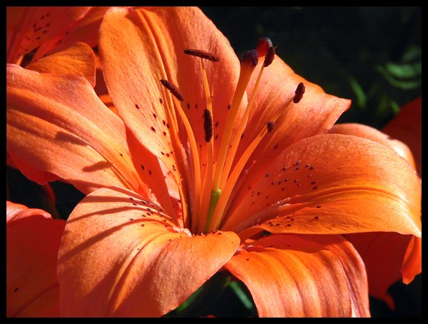 Day Lilly
