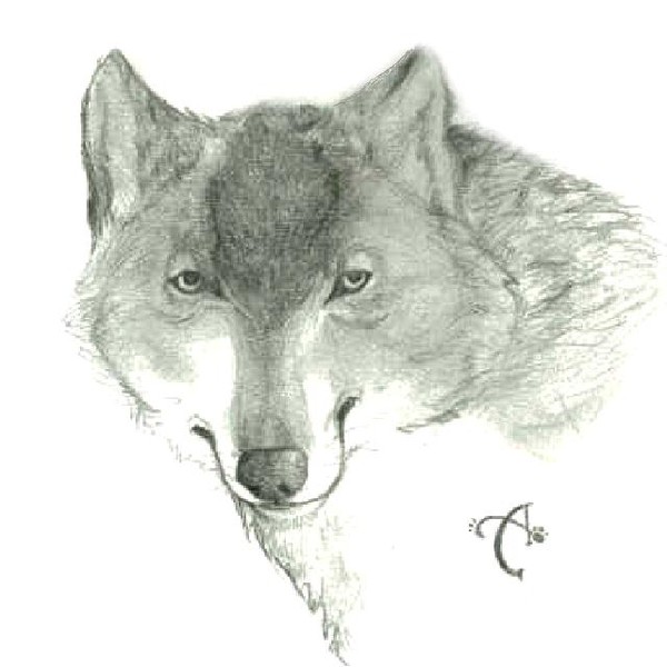 Wolf Study