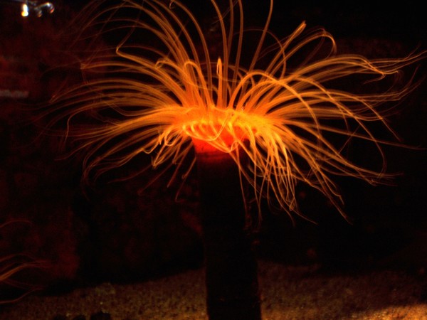 Irridescent Jelly Fish