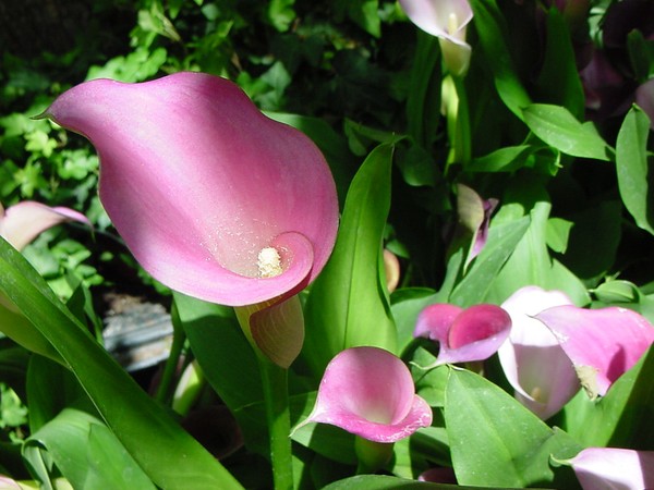 Pink Calla Lily