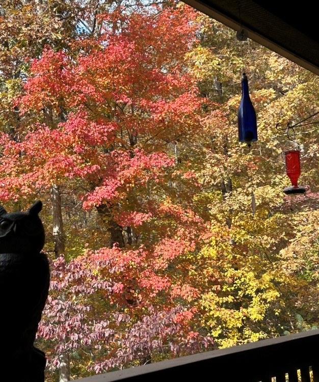 Fall Owl