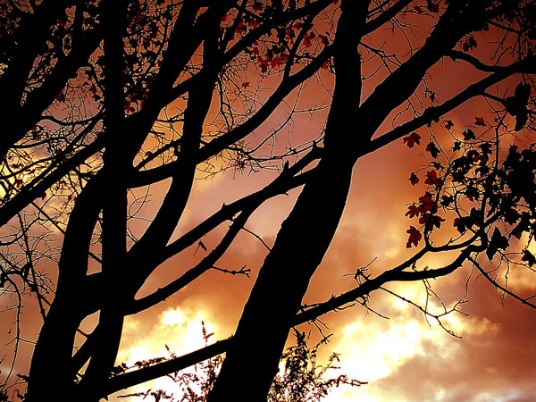 Last Of Autumn.....