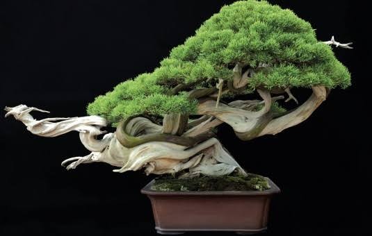 Tanaman hias bonsai