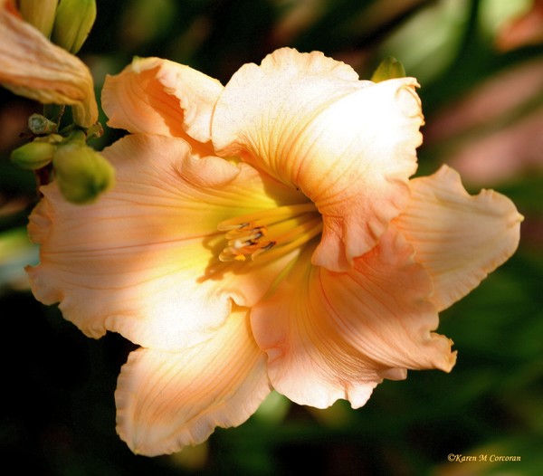 Peach