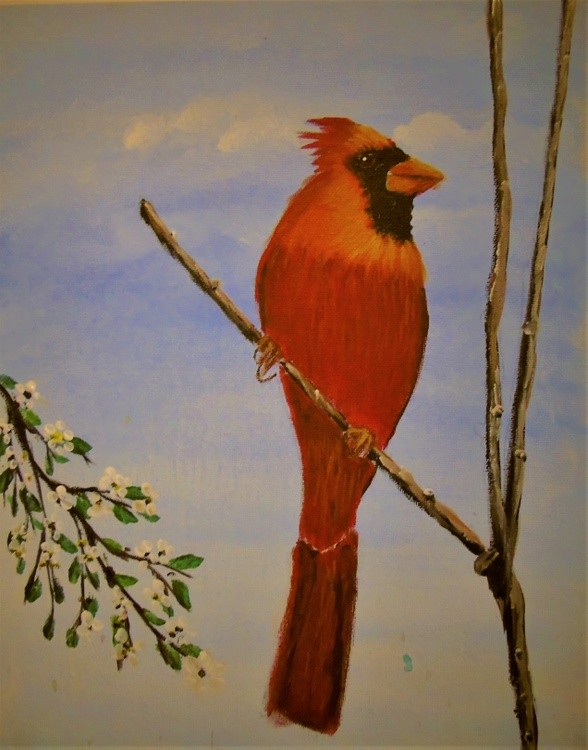 Cardinal bird 