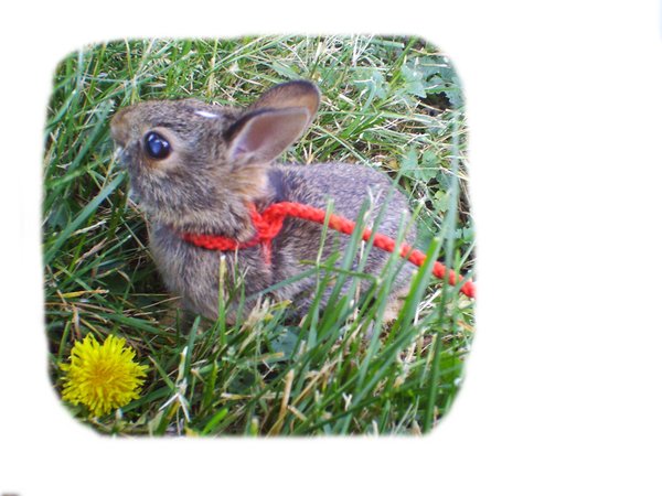 Cuddly Bunny 2