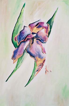 Iris