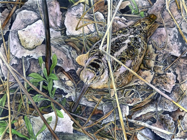 Hidden - Woodcock