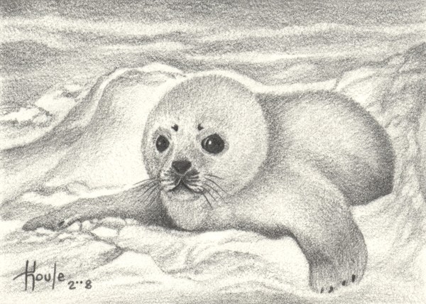 ACEO Arctic Innocence - Seal Pup