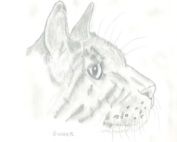 Feline