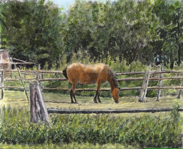 Horse in the Yard