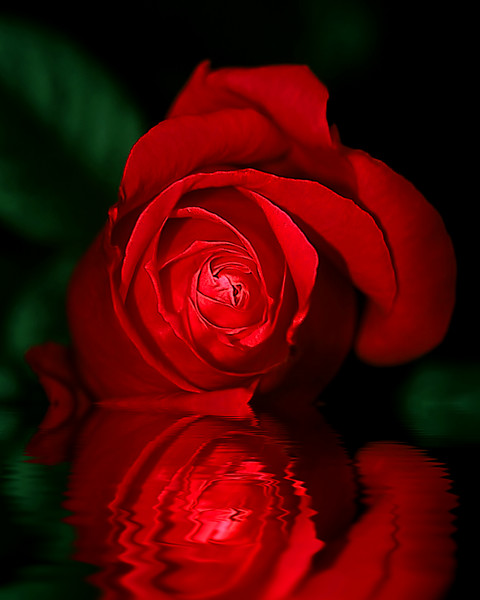 Rose reflection