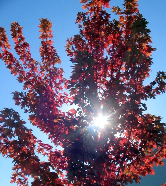 Maple Sunburst