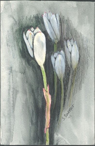FieldLily