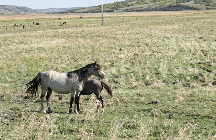 Lovely Horses