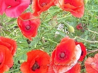 Poppies