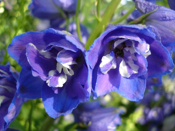 Two Blue 