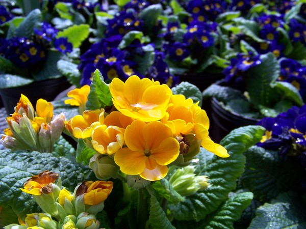 Spring Flowers