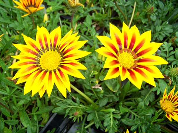 Wow Cool Flowers