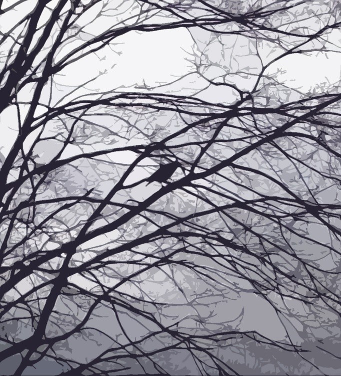 Late January Crow