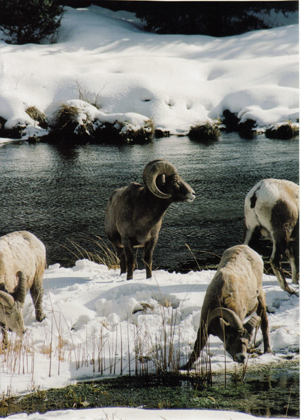  Big Sky Ram