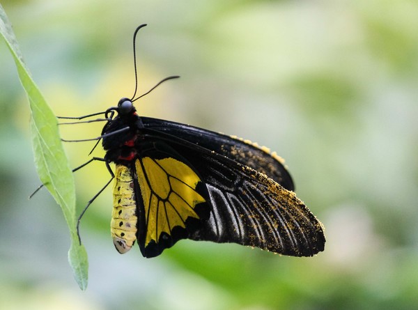 Common Birdwing (Troides helena)