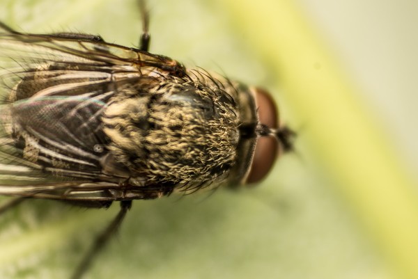 Fly