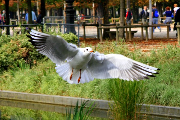 Fly, Seagull, Fly!